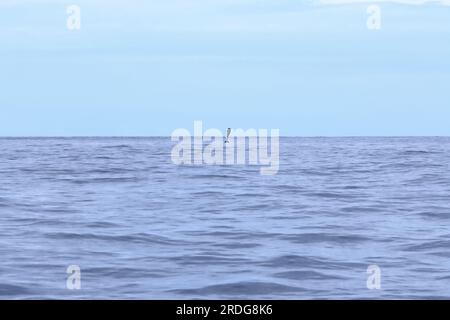 Felice delfino selvatico pantropicale macchiato, Stenella attenuata, salta libero vicino a una barca di avvistamento delle balene nel mezzo della costa del Pacifico, Costa Rica Foto Stock