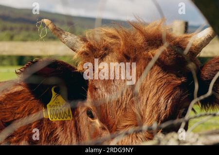 Tour attraverso l'Isola di Skye, Scozia, Regno Unito Foto Stock