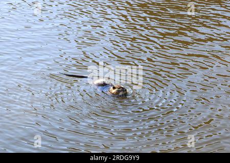 Una nutria sulle rive del fiume Moldava a Praga Foto Stock