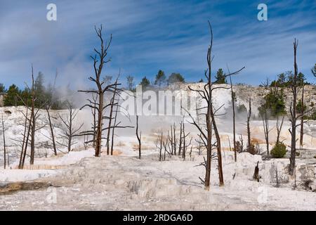 Angel Terrace, Mammoth Hot Springs, Yellowstone National Park, Wyoming, Stati Uniti d'America Foto Stock