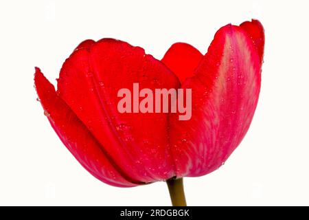 Fiore di tulipano rosso isolato girato in studio Foto Stock