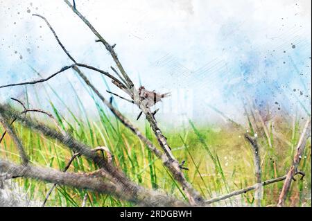 Pittura ad acquerello creata digitalmente di un passero di canzone arbusto in un arbusto selvaggio Foto Stock