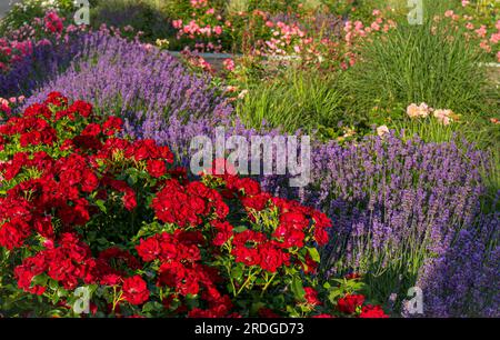 Lavanda e fiori di rosa che crescono nello stesso letto di fiori nel giardino di casa. Le rose portano gli afidi, la lavanda porta i ladybugs. Foto Stock