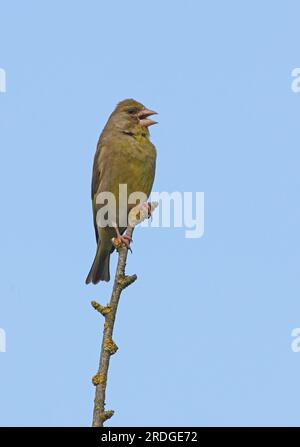 European Greenfinch (Carduelis chloris) maschio adulto arroccato sul ramoscello morto che canta Eccles-on-Sea, Norfolk, Regno Unito. Giugno Foto Stock