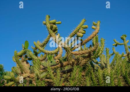 Ago di Eva Cactus (Austrocylindropuntia subulata) - Olvera, Andalusia, Spagna Foto Stock