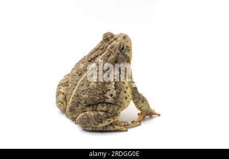 Un grande adulto Woodhouse's Toad fotografato su uno sfondo bianco. Foto Stock