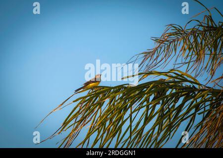 Uccelli tropicali nella città di Rio de Janeiro, Brasile Foto Stock