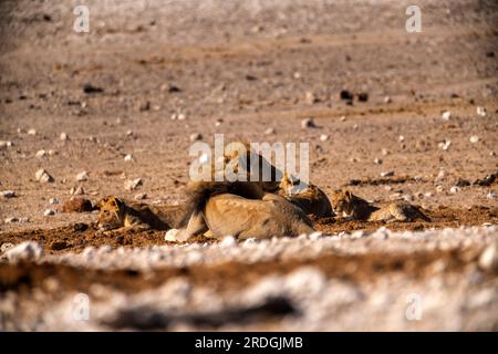 Leoni che bevono alla sorgente di Nebrowni, al Parco Nazionale di Etosha, Namibia Foto Stock