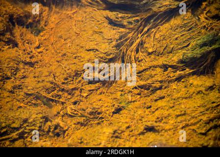 Acque acide di Rio Tinto dalle miniere di Riotinto. Queste acque tossiche contengono metalli pesanti e batteri estremofili (Acidithiobacillus ferroossidans e L Foto Stock