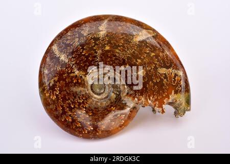 Cleoniceras fossile di Ammonite da Cretaceo del Madagascar. Molluschi, cefalopoda, Ammonitida, Hoplitidae. Foto Stock