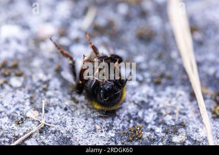 Un ritratto ravvicinato di un bumblebee, un umblebee, un'ape cane o un'ape drone morti, sdraiati sulla schiena a terra. L'insetto e' molto utile per l'umanita' AN Foto Stock