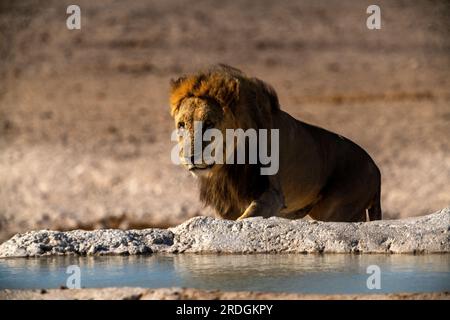 Leoni che bevono alla sorgente di Nebrowni, al Parco Nazionale di Etosha, Namibia Foto Stock