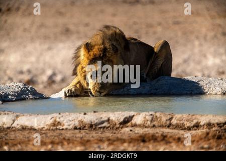 Leoni che bevono alla sorgente di Nebrowni, al Parco Nazionale di Etosha, Namibia Foto Stock