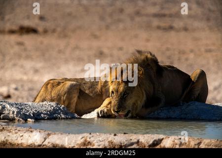 Leoni che bevono alla sorgente di Nebrowni, al Parco Nazionale di Etosha, Namibia Foto Stock