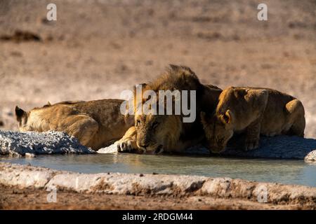 Leoni che bevono alla sorgente di Nebrowni, al Parco Nazionale di Etosha, Namibia Foto Stock