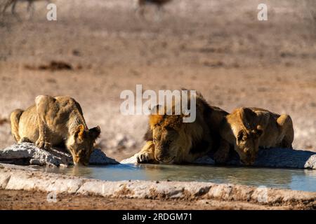 Leoni che bevono alla sorgente di Nebrowni, al Parco Nazionale di Etosha, Namibia Foto Stock