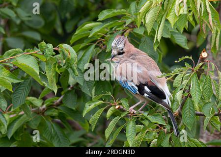 Primo piano di un uccello selvaggio di ghiandaia britannico isolato sul ramo dell'albero di S che ne preserva le piume. Foto Stock