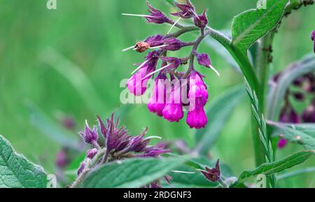 Fiori viola che crescono nei prati estivi. Rosa Symphytum officinale piante perenni crescono nel verde giardino primaverile con spazio copia. Luminoso e fresco Foto Stock