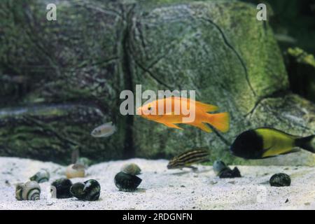 Ciclidi al limone, pesci Tropheus Moorii Ikola che nuotano nell'acquario. Neolamprologus leleupi arancione, giallo nero Tropheus sp. Ikola (Kaiser Moorii) nel pesce Foto Stock