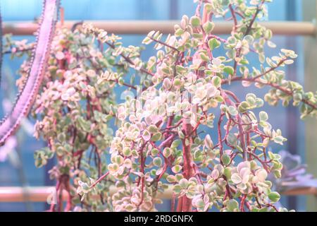 Portulacaria afra piante succulente crescono nel giardino botanico. Cespuglio di elefanti o foglie verdi di albero di purslane da vicino. Piante di Porkbush che crescono in vaso vicino Foto Stock