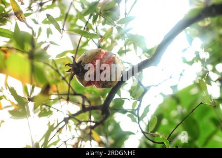 Melograno crepato e non maturo appeso all'albero in un giardino estivo al sole. Apertura di frutta di melograno sul ramo, giornata di sole all'azienda agricola. Frutta coltivata tr Foto Stock