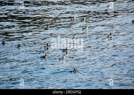 Carini Puffins, con i loro simpatici visi da clown, che lavorano a Skomer Island, Pembrokeshire, Galles Foto Stock