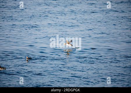 Carini Puffins, con i loro simpatici visi da clown, che lavorano a Skomer Island, Pembrokeshire, Galles Foto Stock