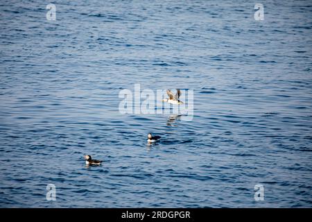 Carini Puffins, con i loro simpatici visi da clown, che lavorano a Skomer Island, Pembrokeshire, Galles Foto Stock