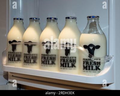 Fila di bottiglie di latte in vetro da 1 pinta di marca con piani in alluminio pieni di latte fresco in una porta aperta per il frigorifero della fattoria casearia locale, Leicestershire, Regno Unito Foto Stock