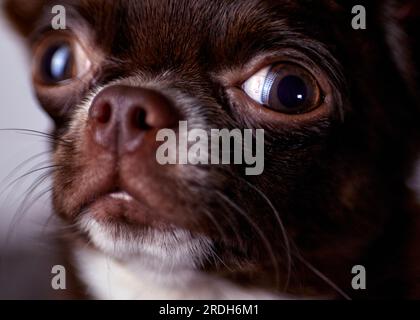 Ritratto di un bellissimo cucciolo maschio di chihuahua marrone. Foto ravvicinata con il viso. Foto Stock