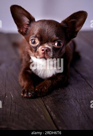 Il bellissimo cucciolo maschio di chihuahua marrone seduto sul tavolo di legno. Foto in primo piano. Foto Stock