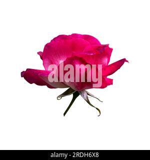 Rosa viola isolata con foglie delicato rametto di fiori, oggetto ritagliato per decorazioni, design, inviti, carte, messa a fuoco morbida e percorso di ritaglio Foto Stock