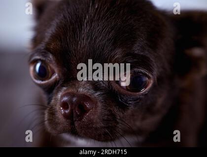 Ritratto di un cucciolo di chihuahua marrone turbato dalla cuite. Foto Stock