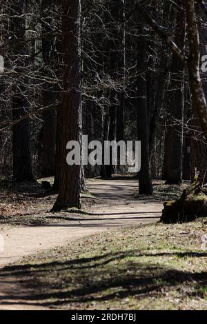 Tortuoso sentiero boschivo circondato da alberi, una foresta ombreggiata che aspetta la primavera. Foto Stock