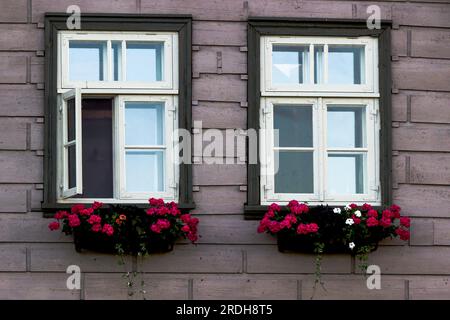 finestre con cornici in legno bianco, in una vecchia casa, fiori rosa in scatole sotto le finestre Foto Stock