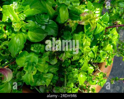 Deliziosa pianta di funghi, Rungia Klossii. Ritratto naturale ravvicinato delle piante alimentari Foto Stock