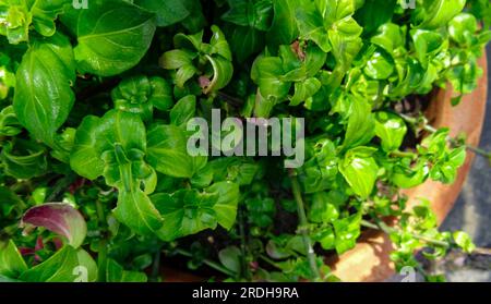 Deliziosa pianta di funghi, Rungia Klossii. Ritratto naturale ravvicinato delle piante alimentari Foto Stock