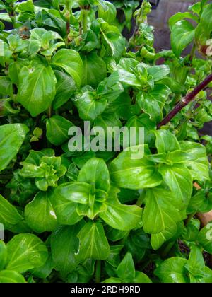 Deliziosa pianta di funghi, Rungia Klossii. Ritratto naturale ravvicinato delle piante alimentari Foto Stock