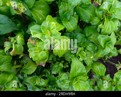 Deliziosa pianta di funghi, Rungia Klossii. Ritratto naturale ravvicinato delle piante alimentari Foto Stock