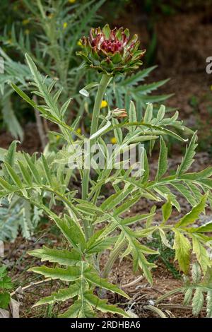 Ritratto naturale di piante alimentari ravvicinate di carciofi globi, Cynara scolymus, in un caldo sole estivo Foto Stock