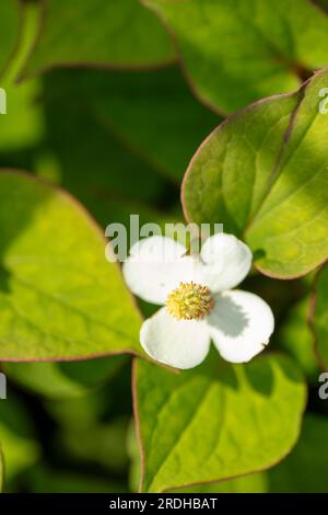 Interessante e verdeggiante cordata di Houttuynia, Houttuynia a foglie di cuore. ritratto naturale ravvicinato della pianta in fiore Foto Stock