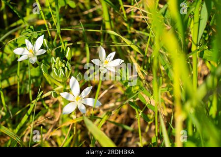Umbel a forma di stella (Ornithogalum umbellatum) con fiori bianchi nascosti nell'erba verde Foto Stock