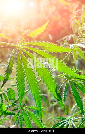 Primo piano delle foglie di cannabis verde.coltivare il cespuglio di cannabis medicinale in natura Foto Stock