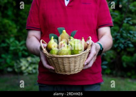 un uomo tiene un cestino di vimini pieno di fichi gialli maturi e appena raccolti Foto Stock