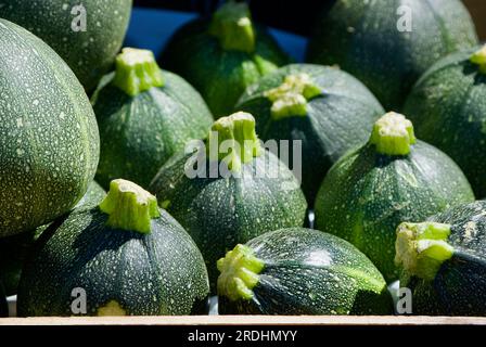 Piccole zucchine verdi rotonde in una scatola per la vendita al mercato agricolo. Foto Stock