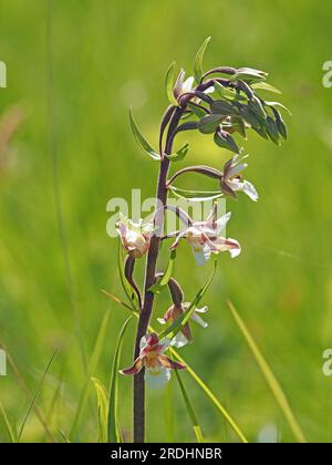 Fiori dalle labbra gialle e rosa sulla punta di fiori di palude Helleborine (Epipactis palustris) un'elaborata Orchidea su prati umidi - Cumbria, Inghilterra, Regno Unito Foto Stock