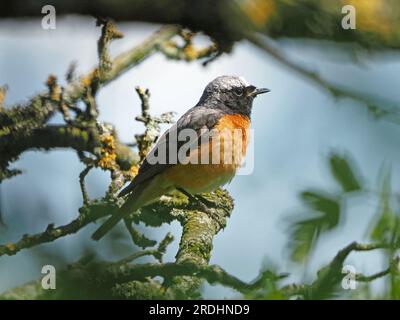 Adulto maschio Redstart comune (Phoenicurus phoenicurus) arroccato sul ramo di Biancospino (Crataegus monogyna) in Cumbria, Inghilterra, Regno Unito Foto Stock