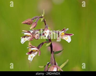 Fiori dalle labbra gialle e rosa sulla punta di fiori di palude Helleborine (Epipactis palustris) un'elaborata Orchidea su prati umidi - Cumbria, Inghilterra, Regno Unito Foto Stock