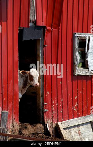 Giovane vitello è un po' ansioso di lasciare il fienile. Si trova alla porta diffidente di entrare nel suo nuovo mondo. Il fienile è di stagno rosso, rustico e fangoso Foto Stock