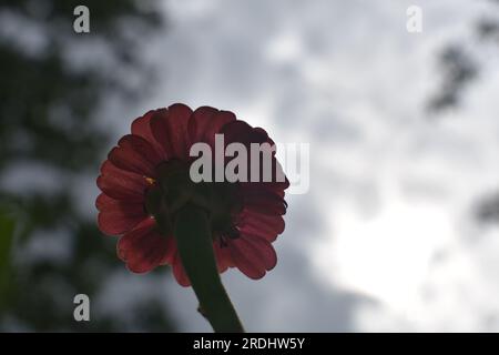 Una singola zinnia vista da sotto, incorniciata contro un cielo luminoso. Le Zinnie sono annuali della famiglia delle Asteraceae. Foto Stock